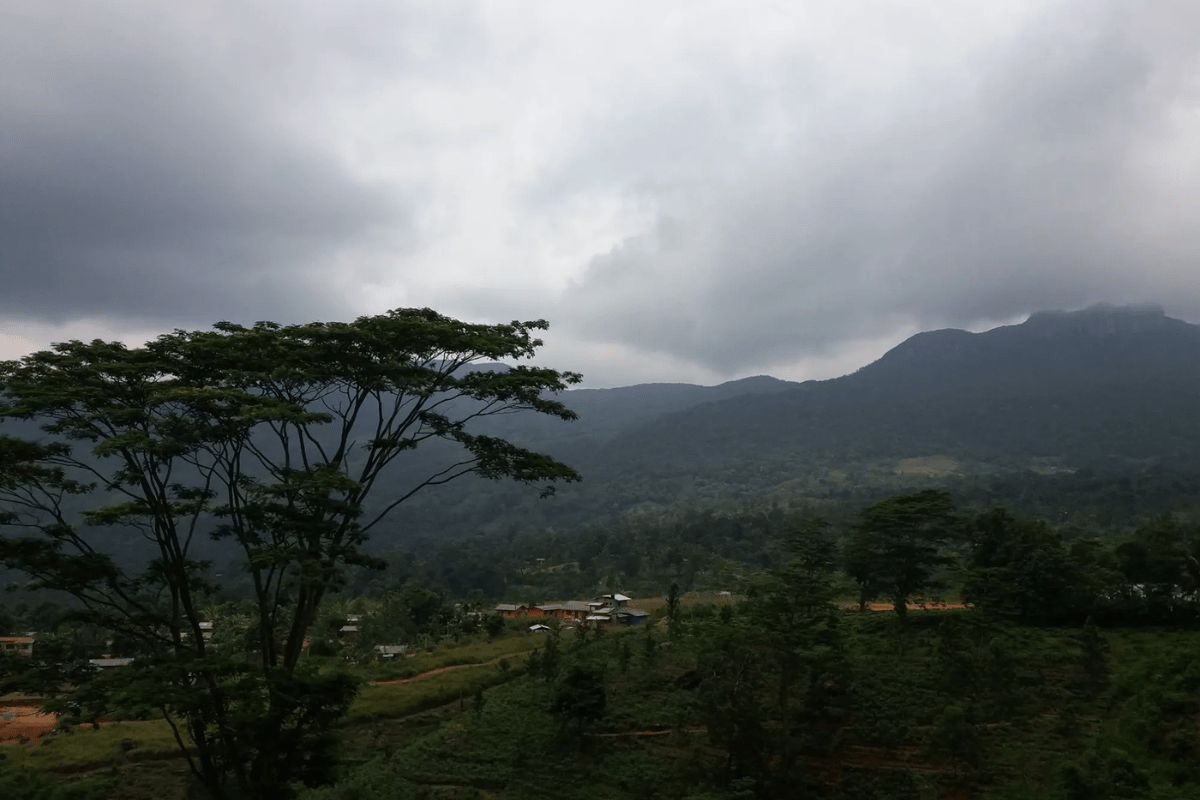 Avian Wonders: Bird Watching Tours in Udawalawe