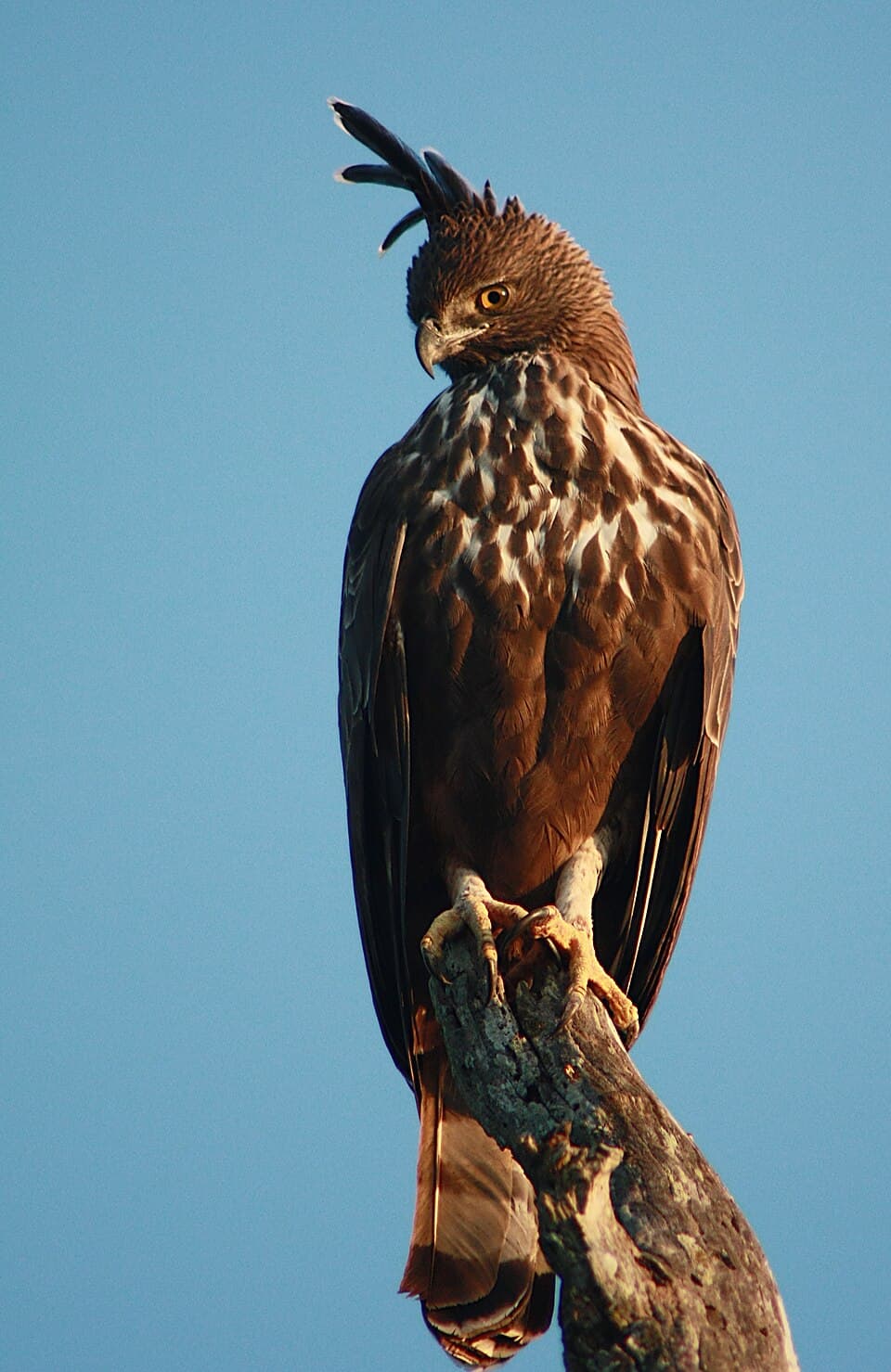 Hawk Eagle