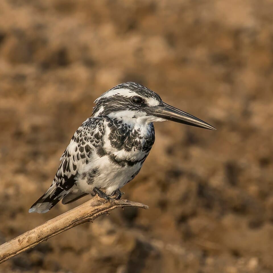Pied Kingfisher