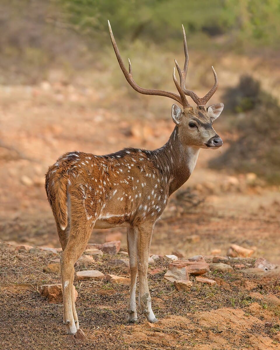 Spotted Deer (Chital)