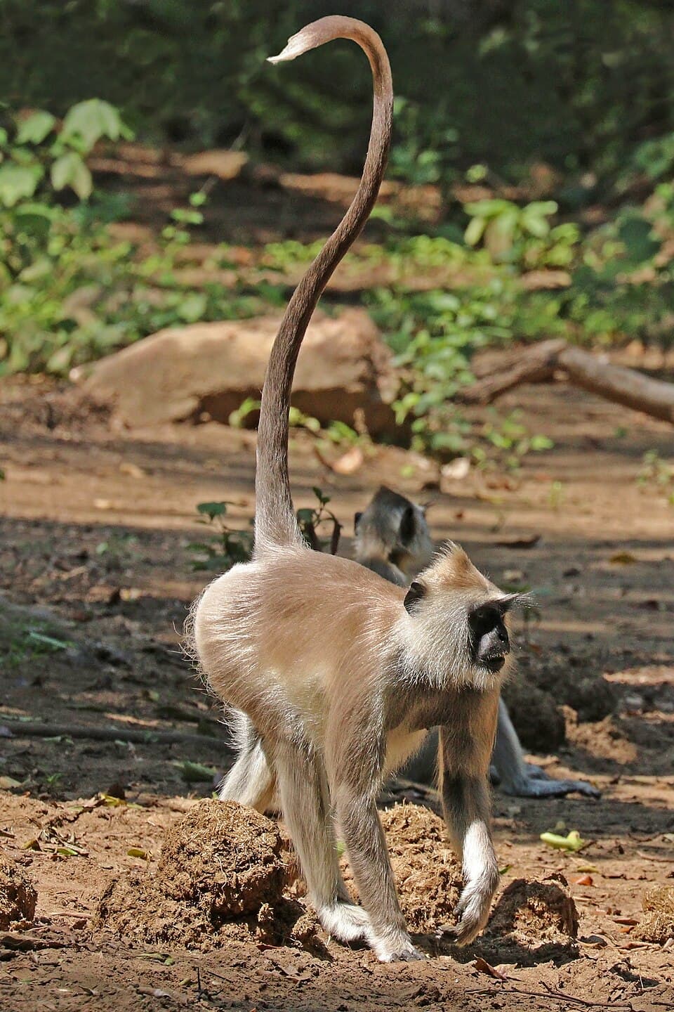 Tufted Gray Langur