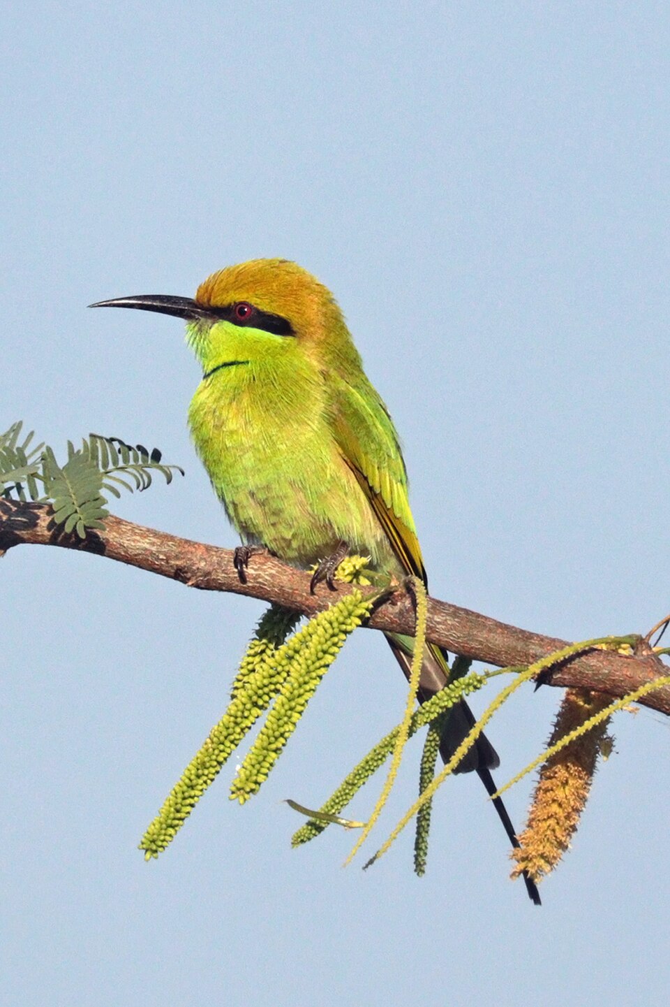 Little Green Bee-Eater