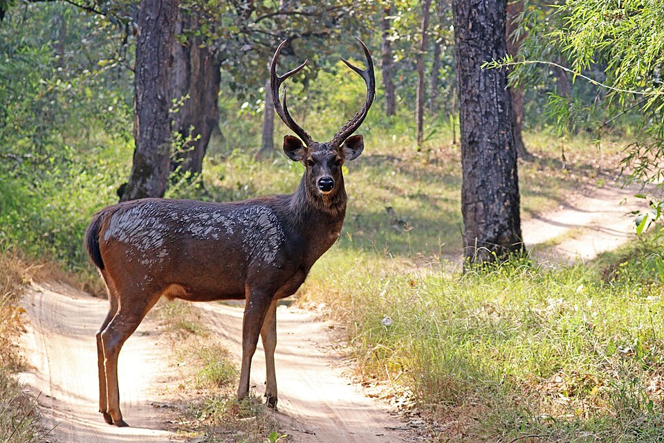 Explore Udawalawe Travel Guides & Wildlife News