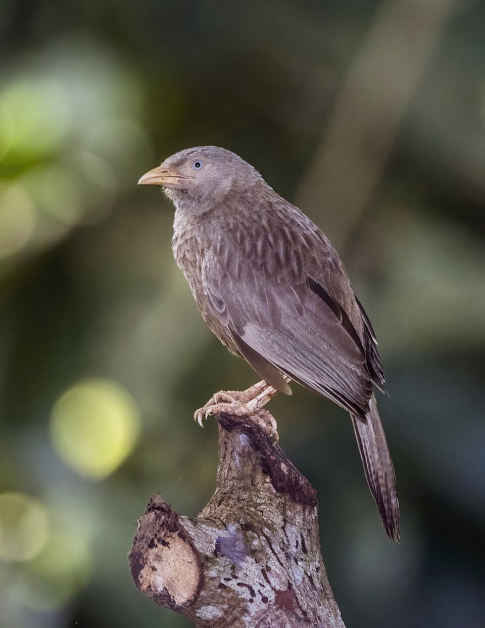 Yellow-Billed Babbler