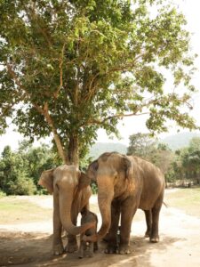 Udawalawe Wild Safari | 6 Hour Safari Package